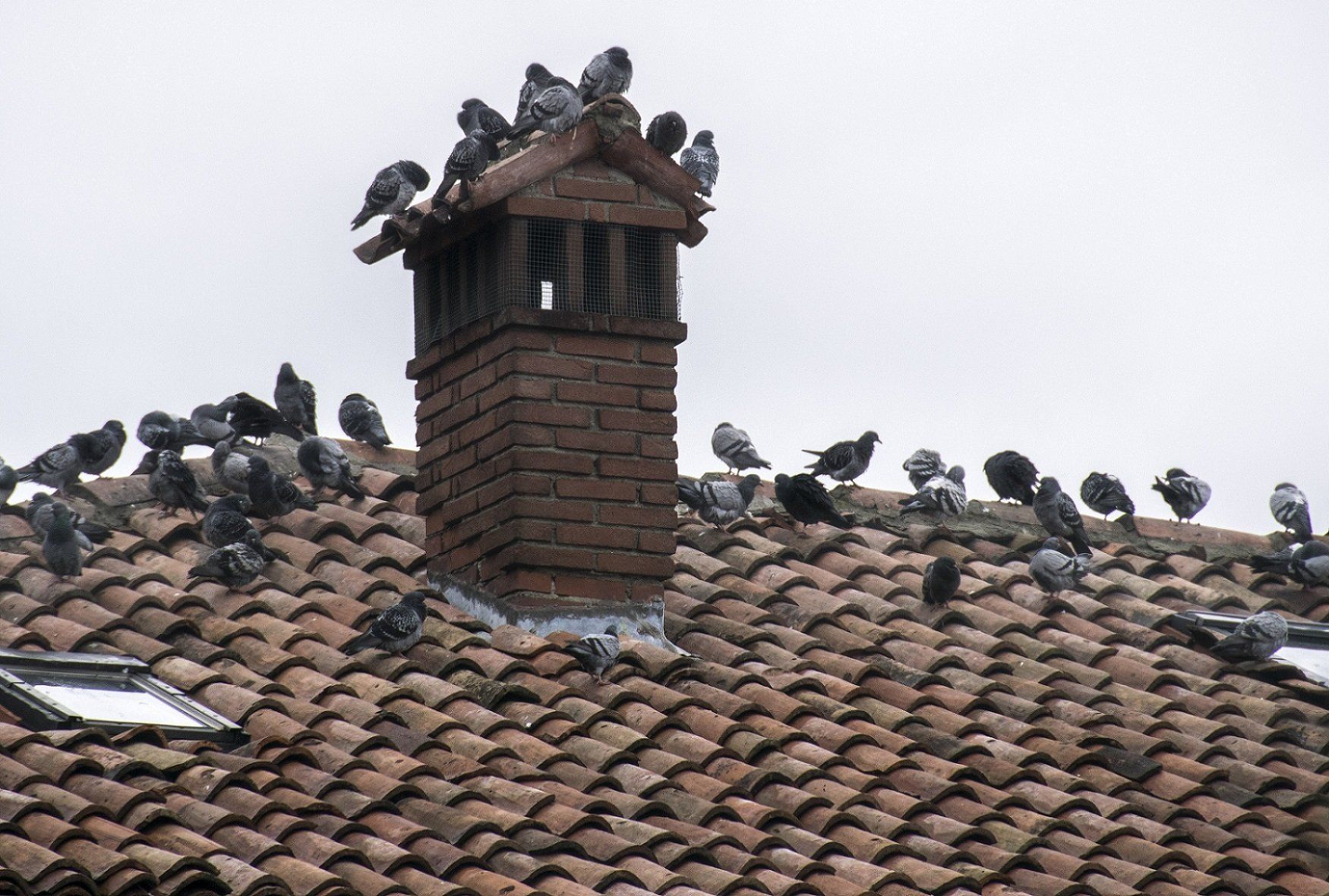 allontanamento volatili dal tetto di una casa