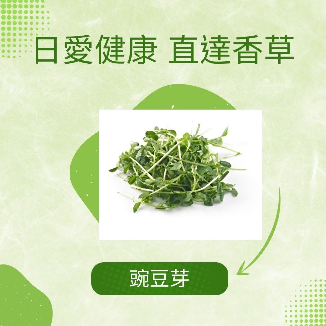 小豌豆苗