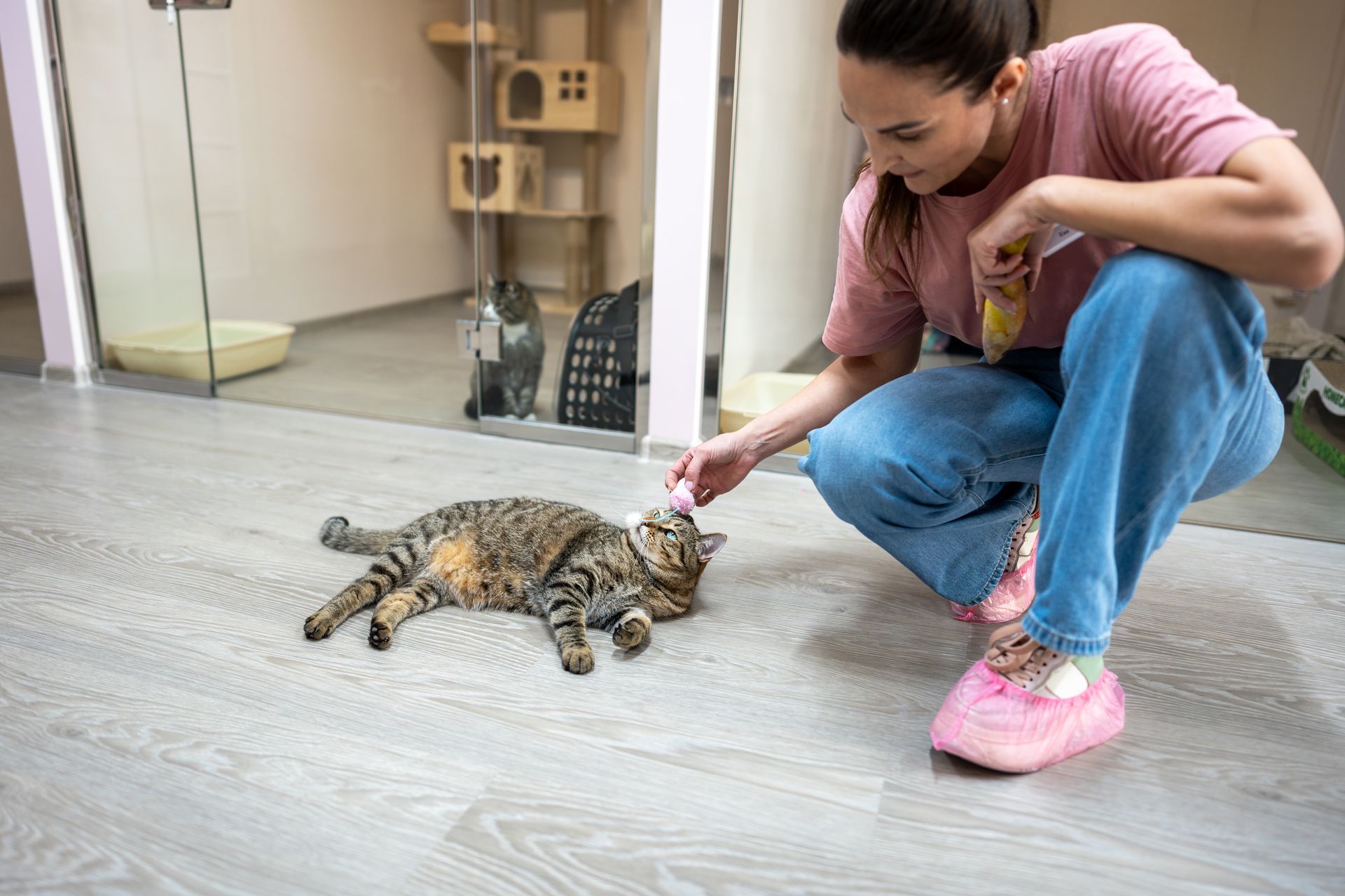 A woman is playing with a cat.