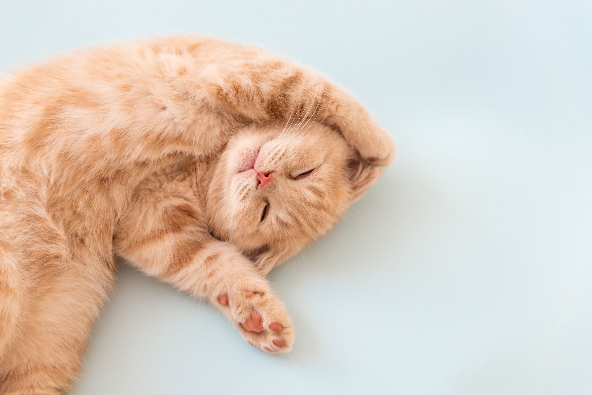 A sleeping cat.