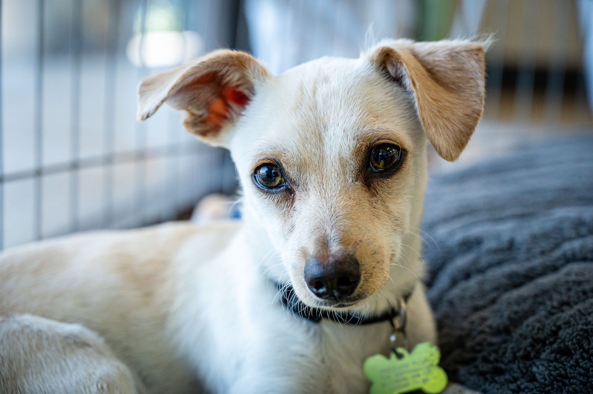 Dog resting inside a kennel on a soft blanket.