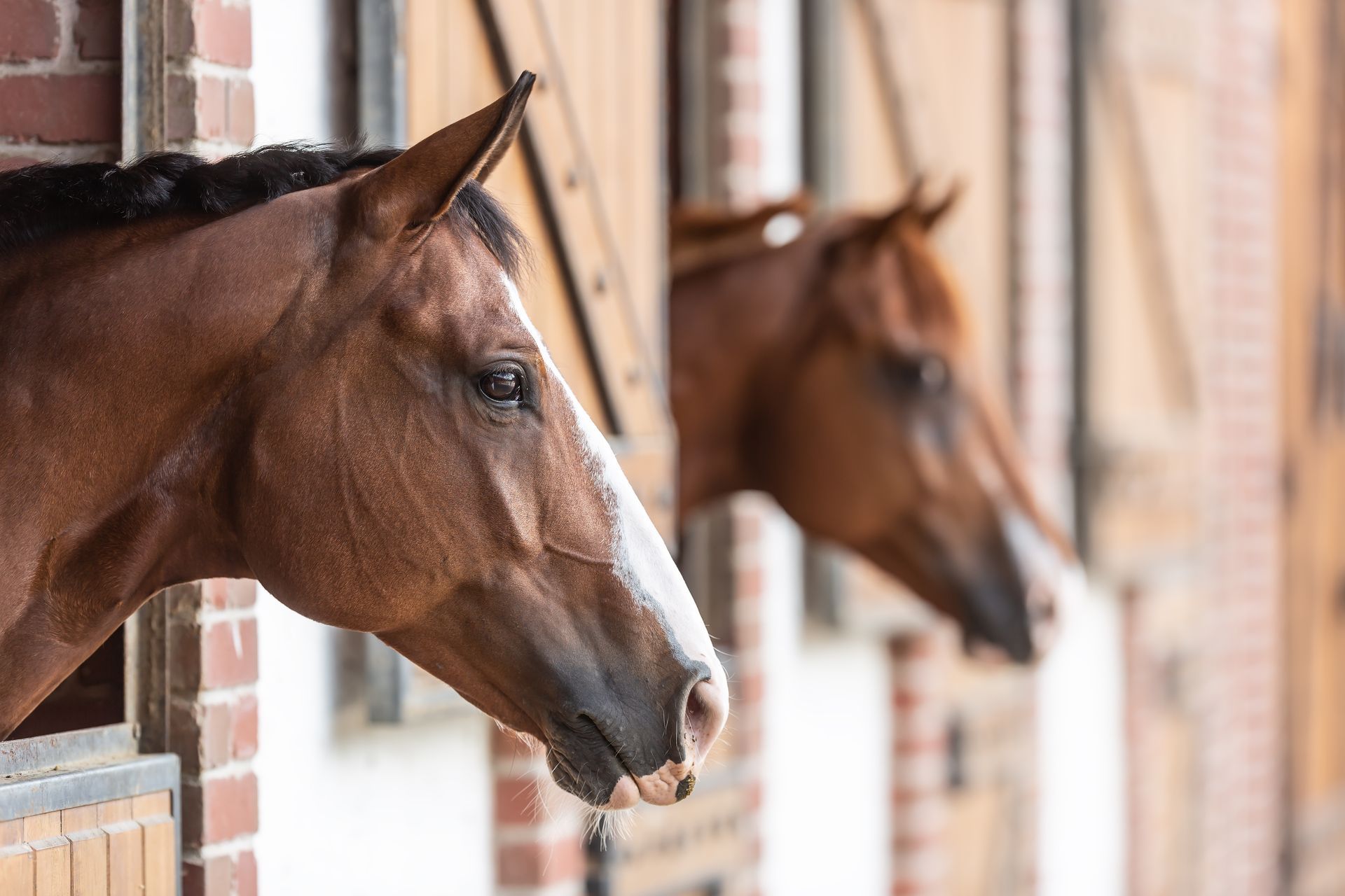 Two brown horses watching from their stable boxes. Two brown horses watching from their stable boxes.