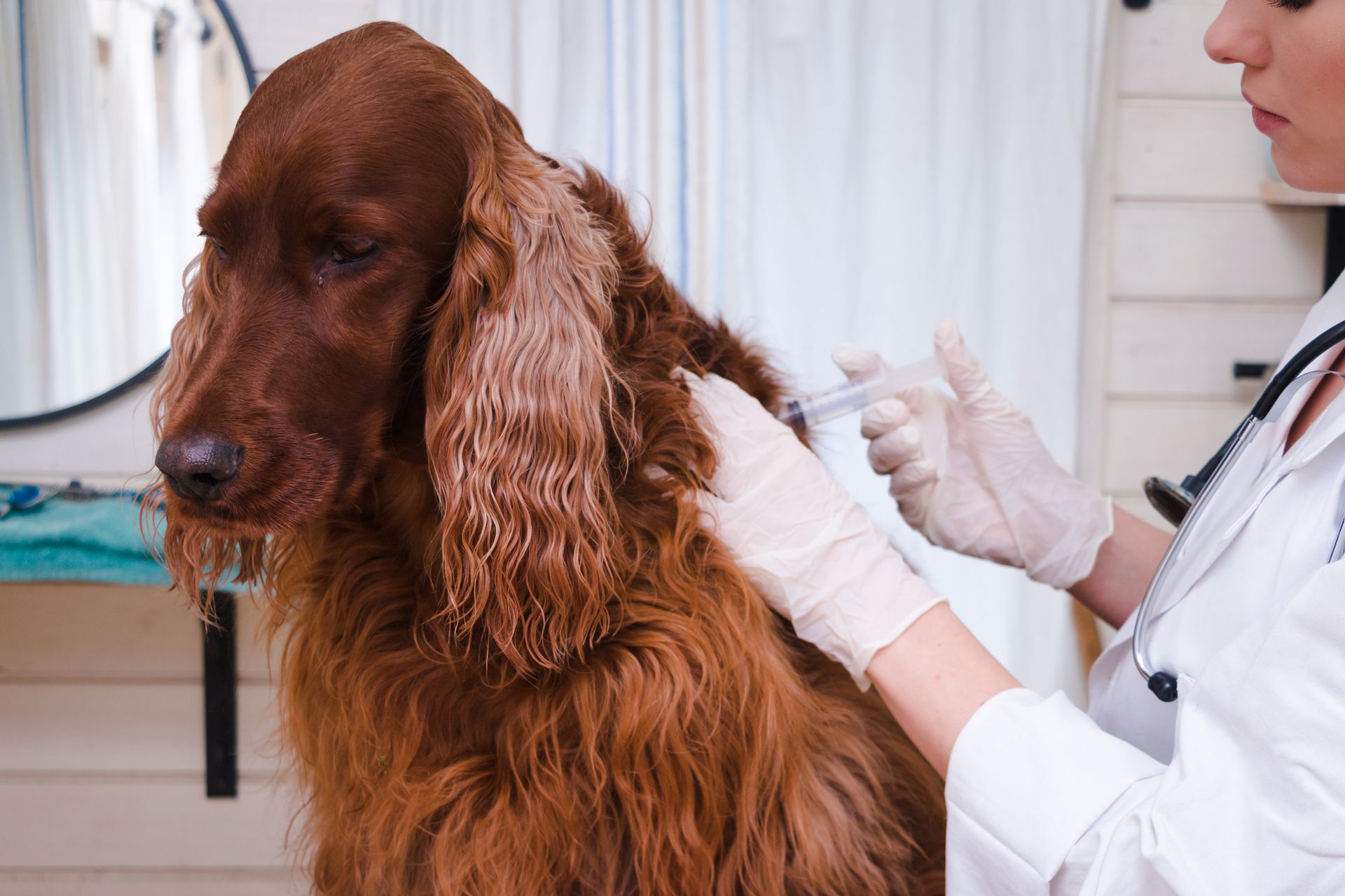 A veterinarian giving an injection to a brown Irish Setter in an examination room. The dog looks apprehensive.