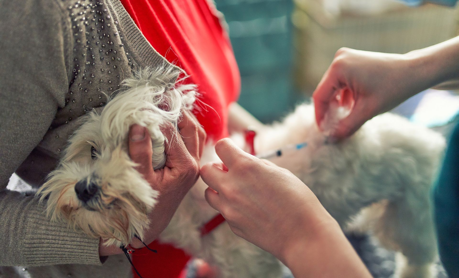 Dog receiving a vaccination from a person while another person holds it. The dog is white, and the setting is indoors.
