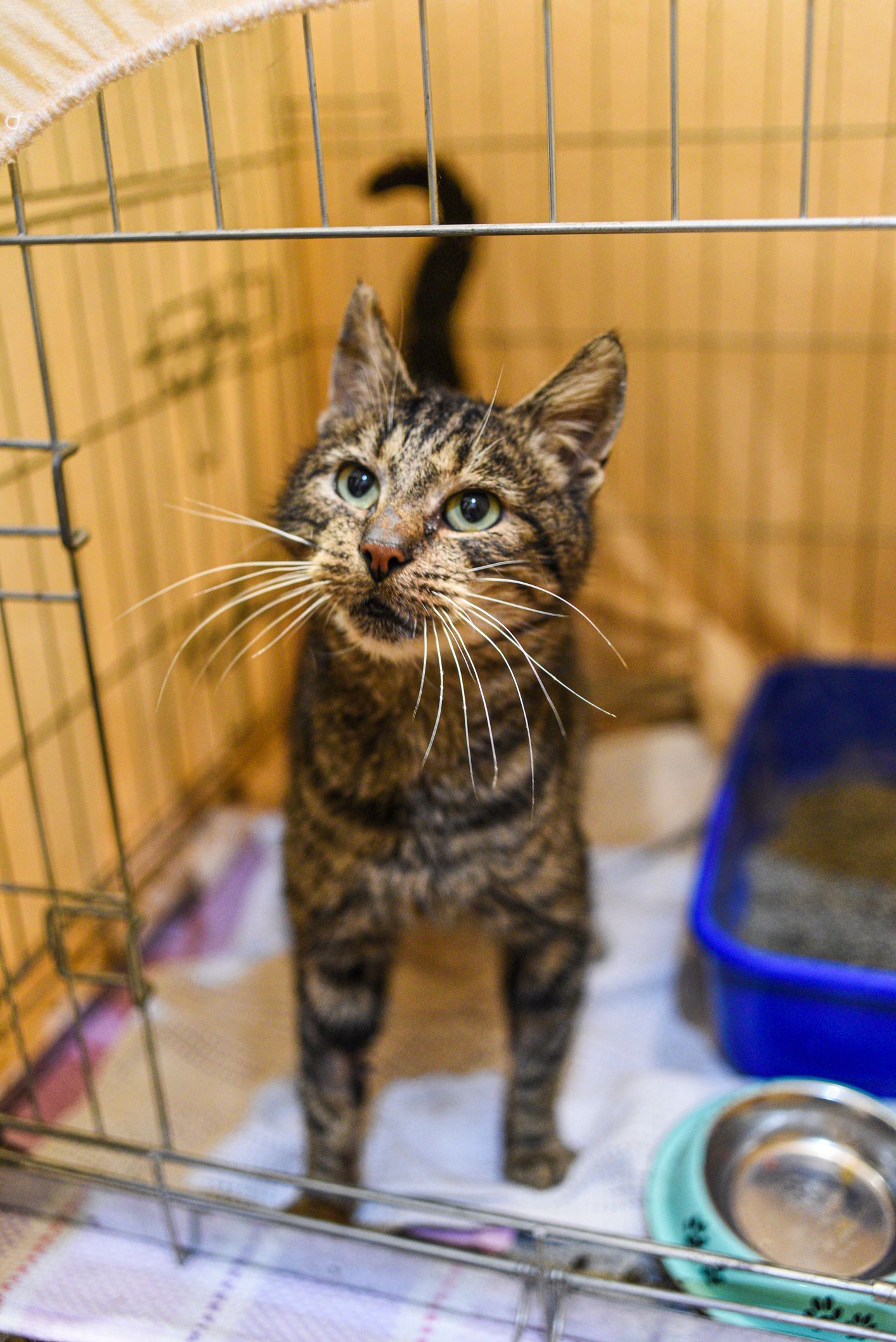 Cat boarding services showing a worried cat in a cage at a veterinary hospital.