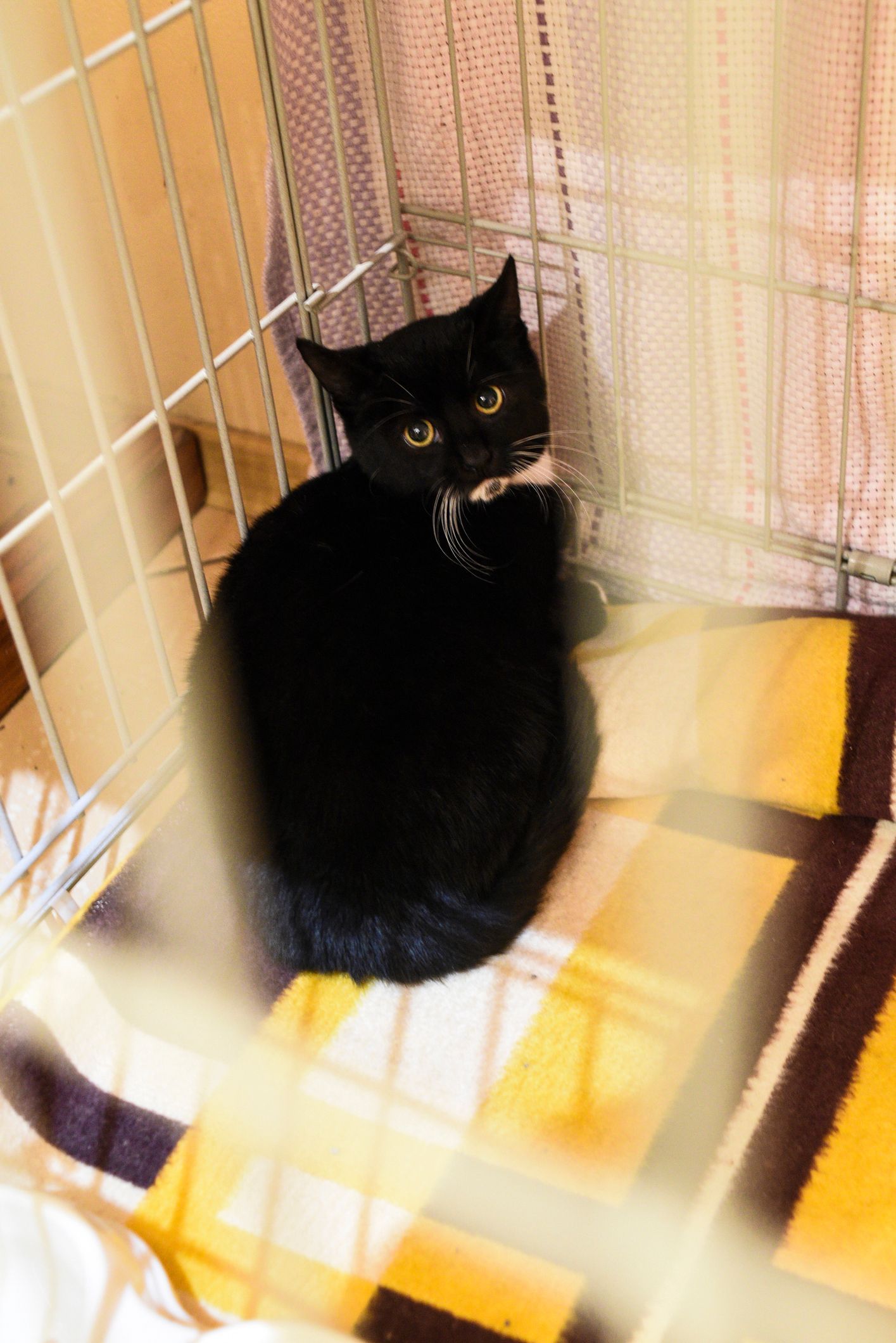 Cat boarding services showing a calm black and white cat in a cozy cage.