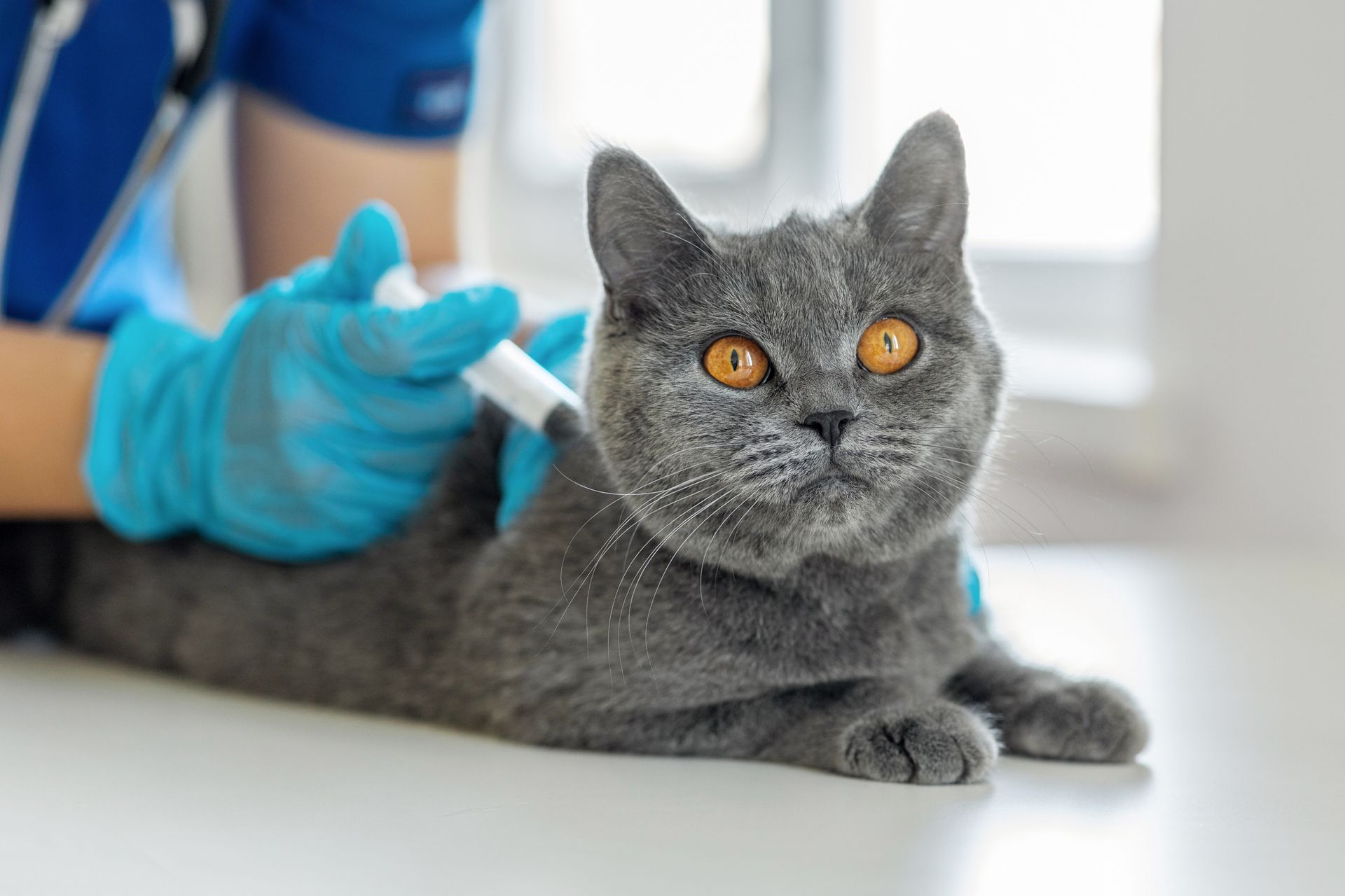 A gray cat with orange eyes receives an injection from a gloved hand. The vet is in a clinic.