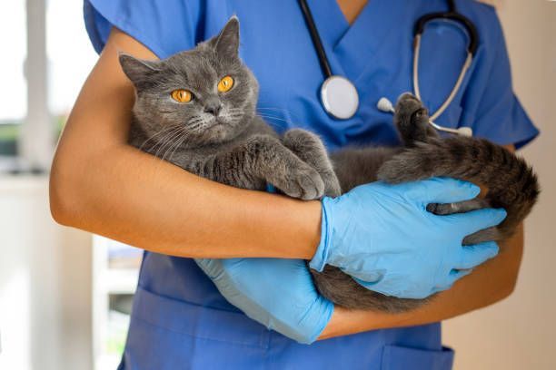 Veterinarian in blue scrubs and gloves cradling a gray cat with orange eyes, stethoscope around their neck.