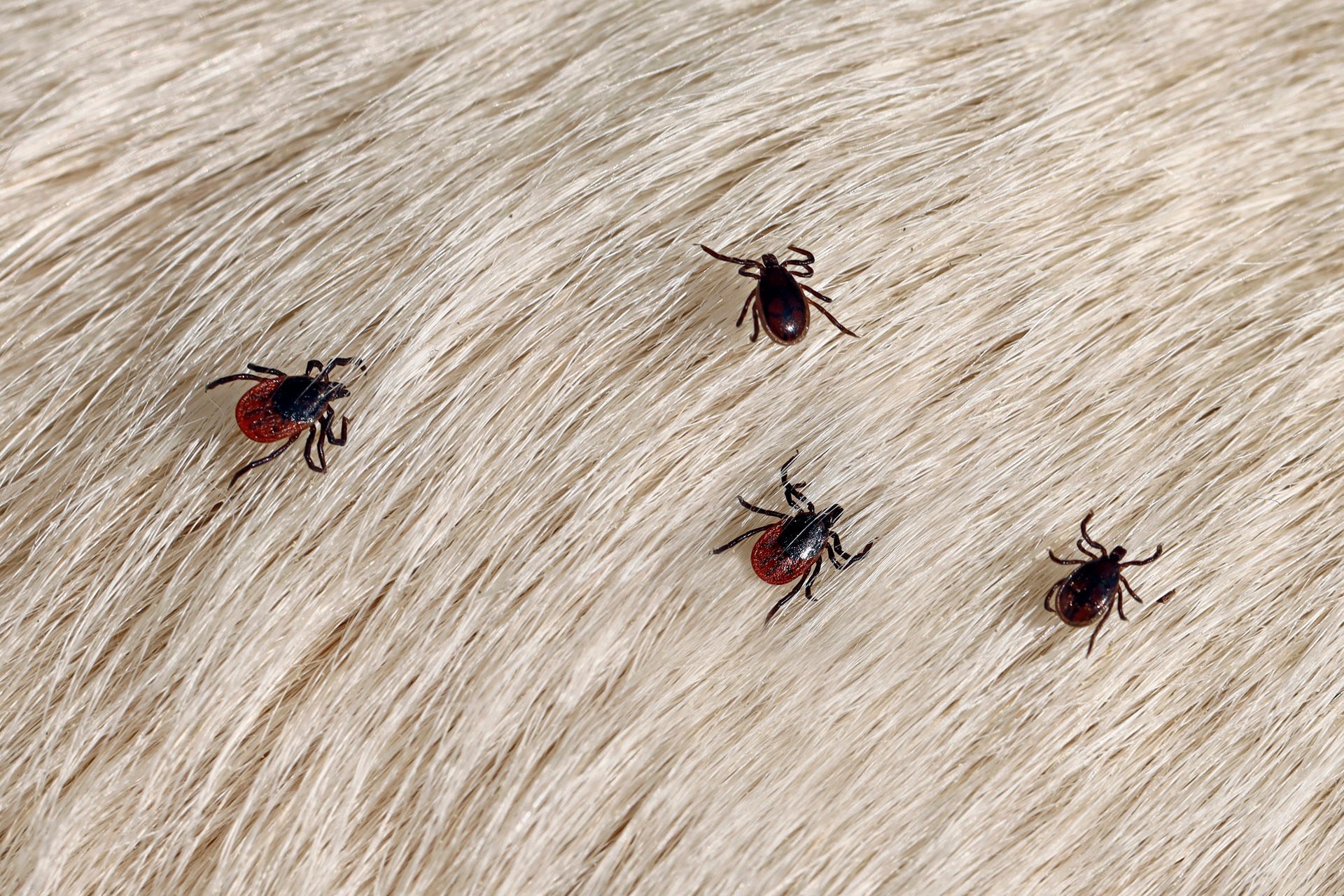 Four ticks on a white surface, with their legs visible. Some ticks have red bellies.