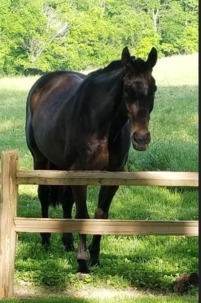 Horses in stalls of a stable, heads out, with tack hanging on the doors. A person is seen walking toward the outside light.