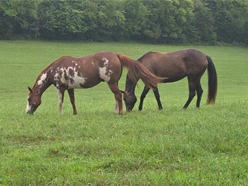 Four brown horses grazing in a green pasture behind a black wooden fence, with trees in the background.
