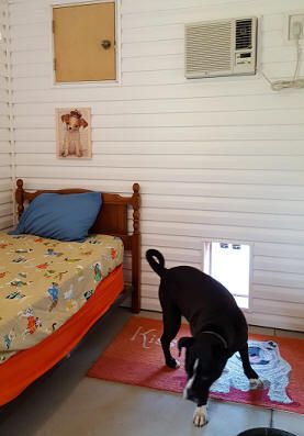 dog in pet room