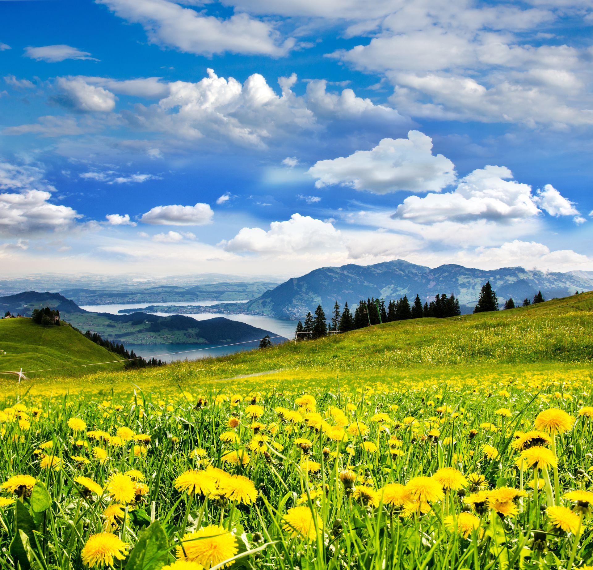 Almwiese Schweiz