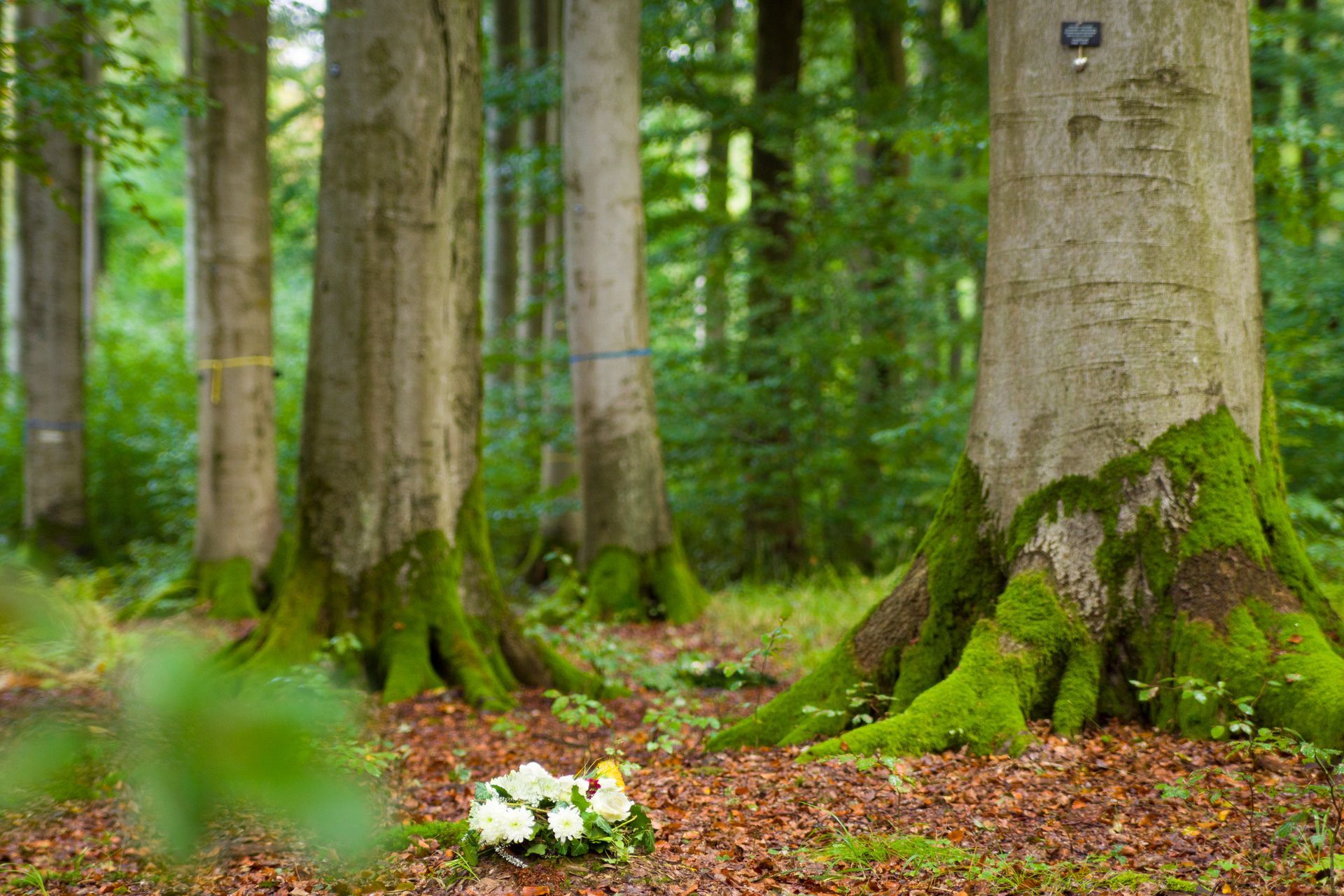 Wald Baumbestattung