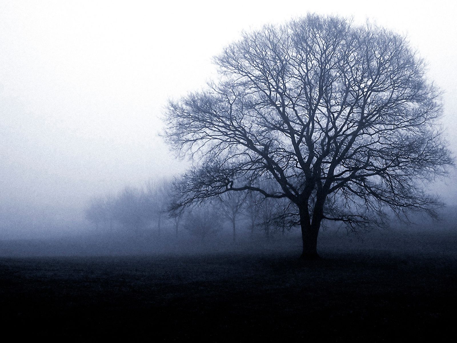 Baum im Winter