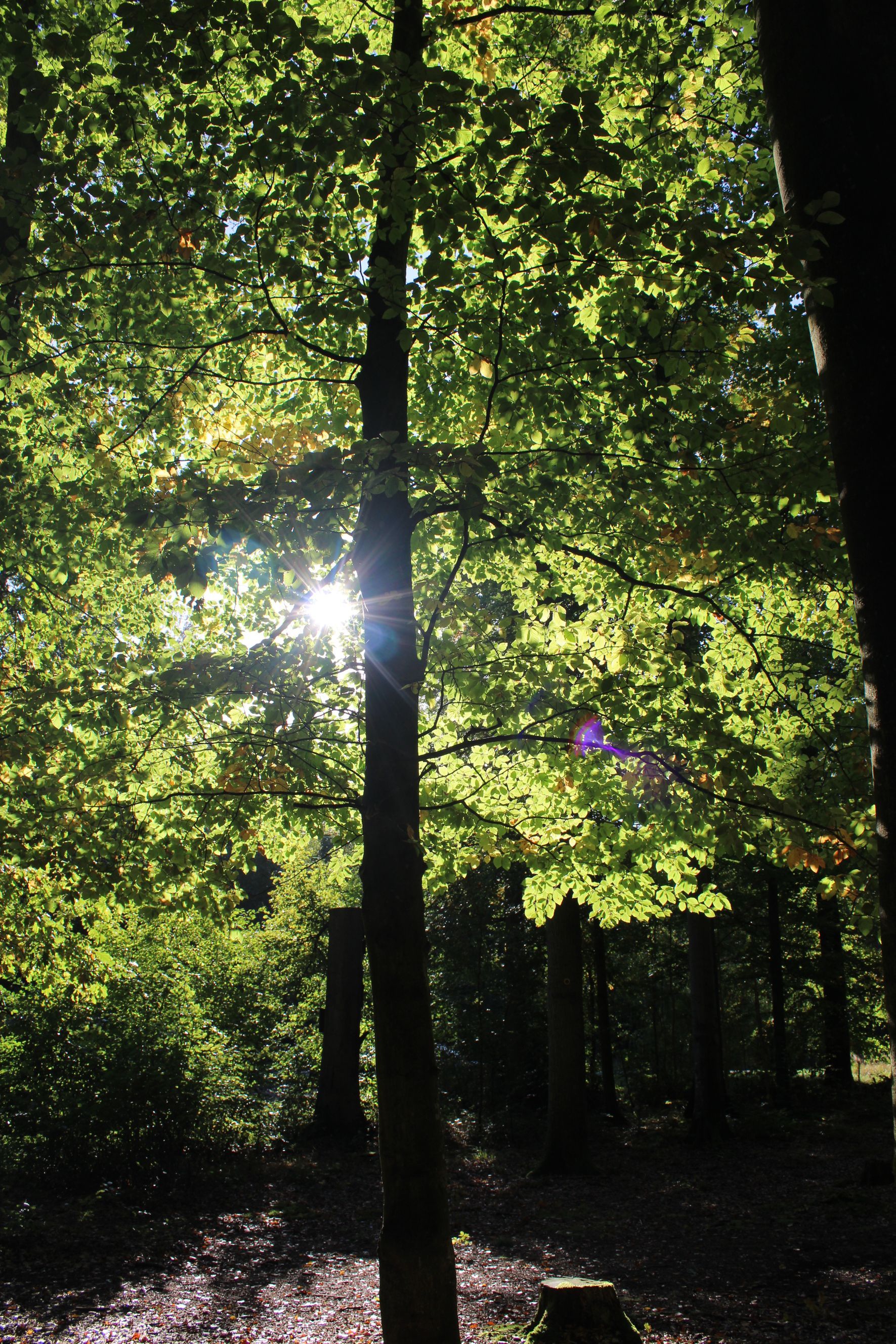 Wald