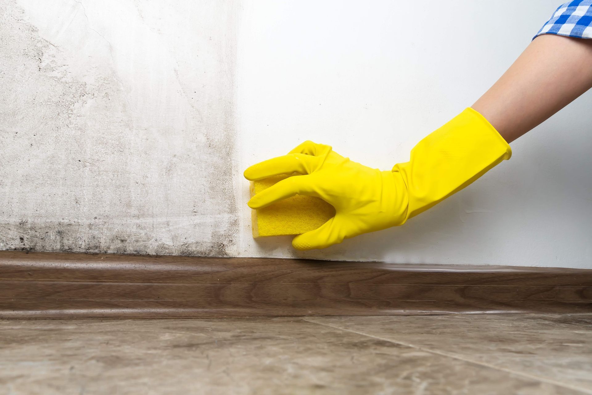 mold damage
