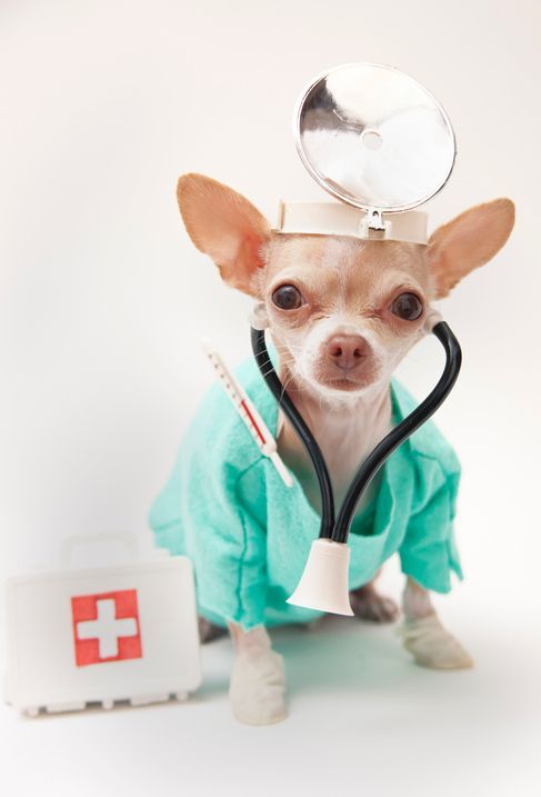 A small chihuahua dressed as a doctor with a stethoscope.