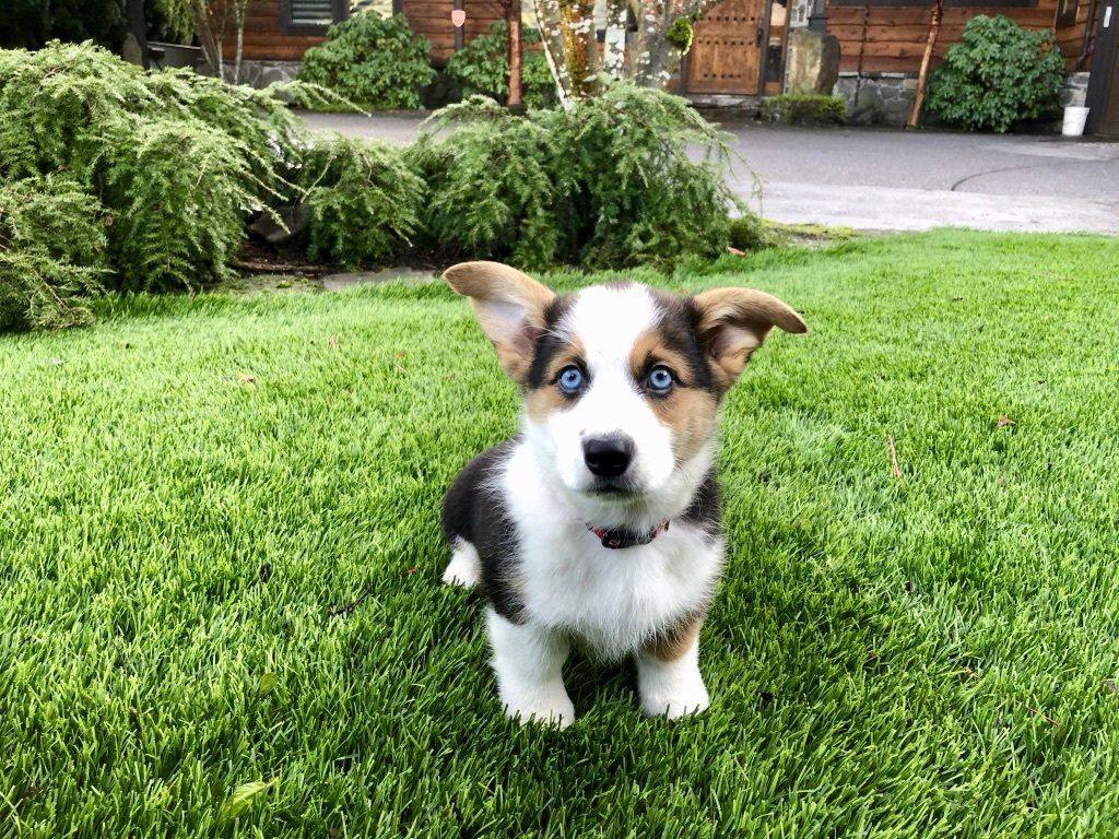 Pro Turf Pet Solutions | Pet Systems