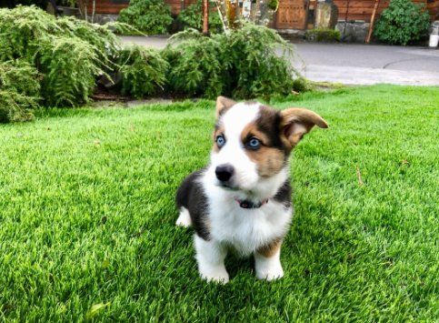dog sitting on the grass