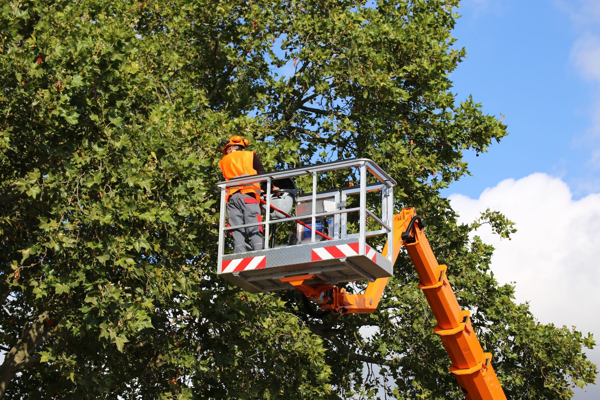 Tree Cutting — Muskegon, MI — Acme Tree LLC