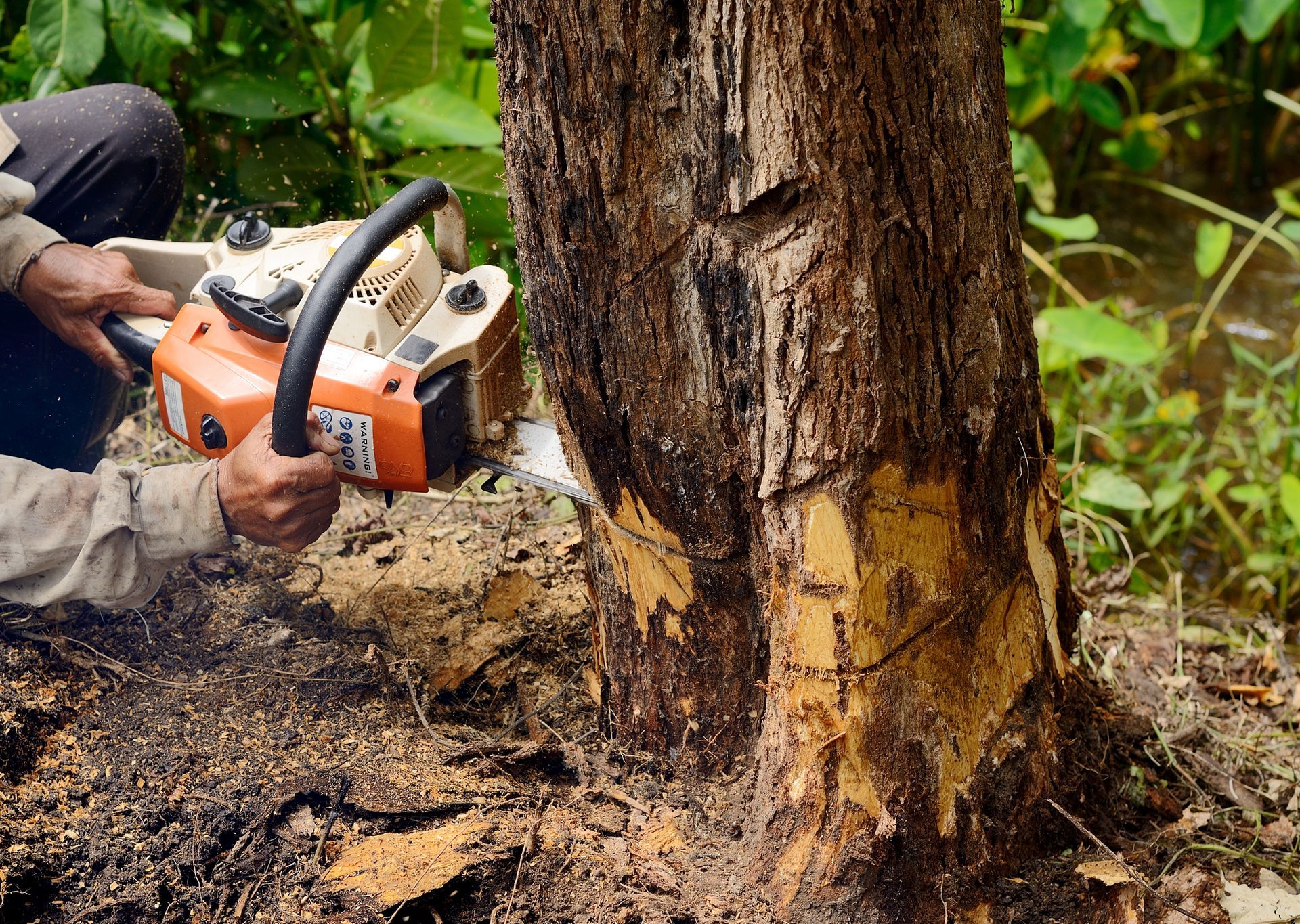 Man with Chainsaw Cutting the Tree — Muskegon, MI — Acme Tree LLC