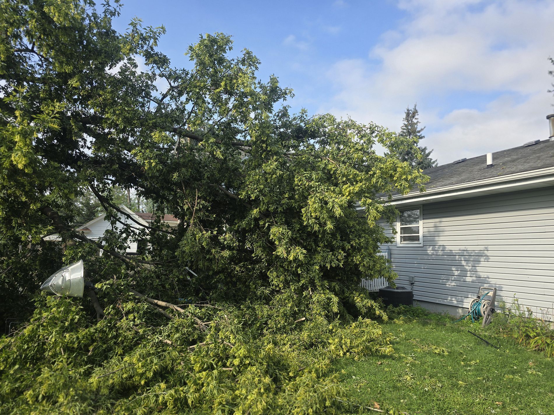 A large leafy tree has fallen onto the side of a white house, covering part of the lawn and wall.