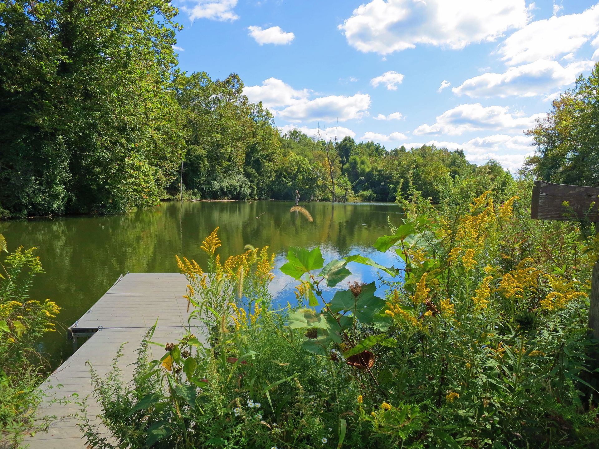 Green riverbank with a small dock, yellow wildflowers, and calm water under a blue sky