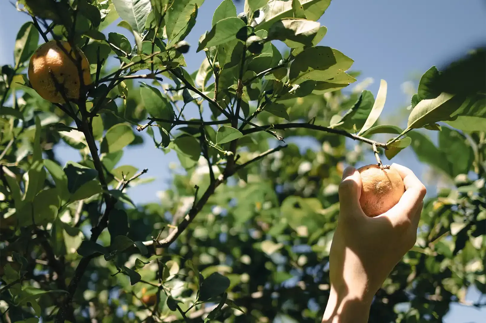 A hand harvesting ripe citrus directly from a sunlit tree branch, capturing the art of seasonal making and nature's timing.