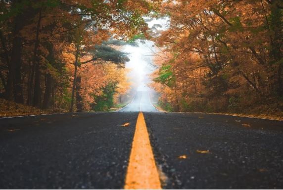 Strada tra gli alberi