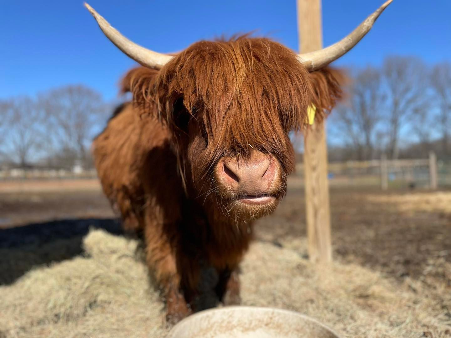 A brown cow with long horns is standing next to a pile of hay.