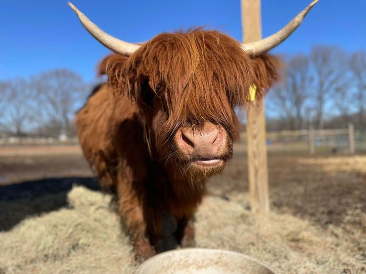A brown cow with long horns is standing next to a pile of hay.
