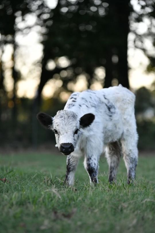 A baby cow is standing in a grassy field looking at the camera.