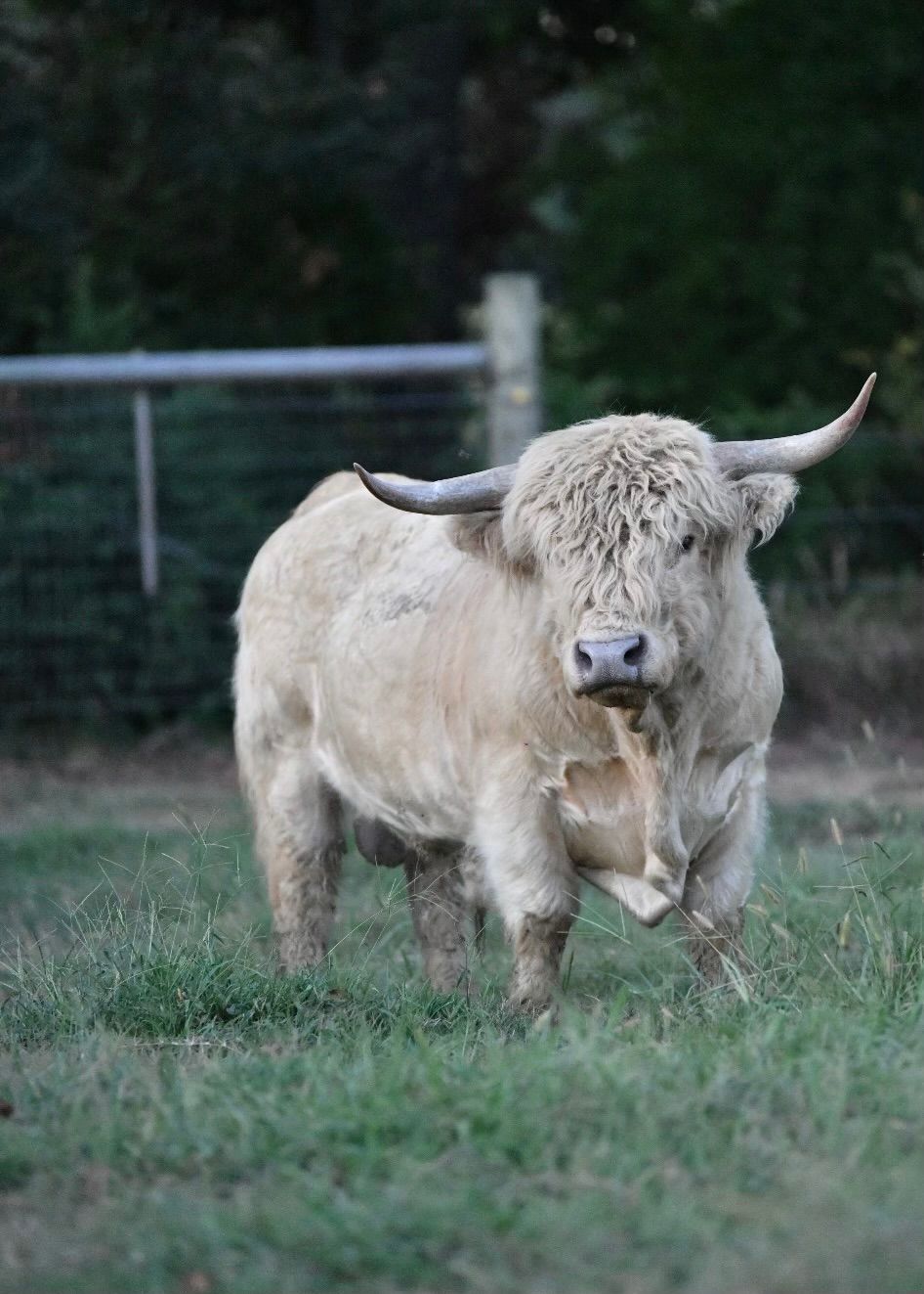 A white bull with long horns is standing in a grassy field.