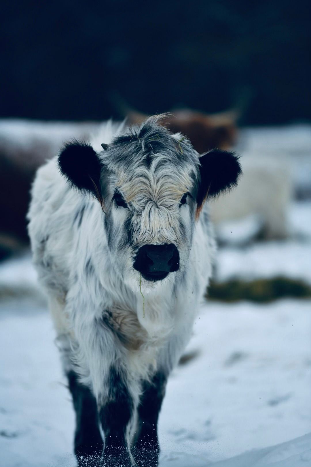 A cow is standing in the snow and looking at the camera.
