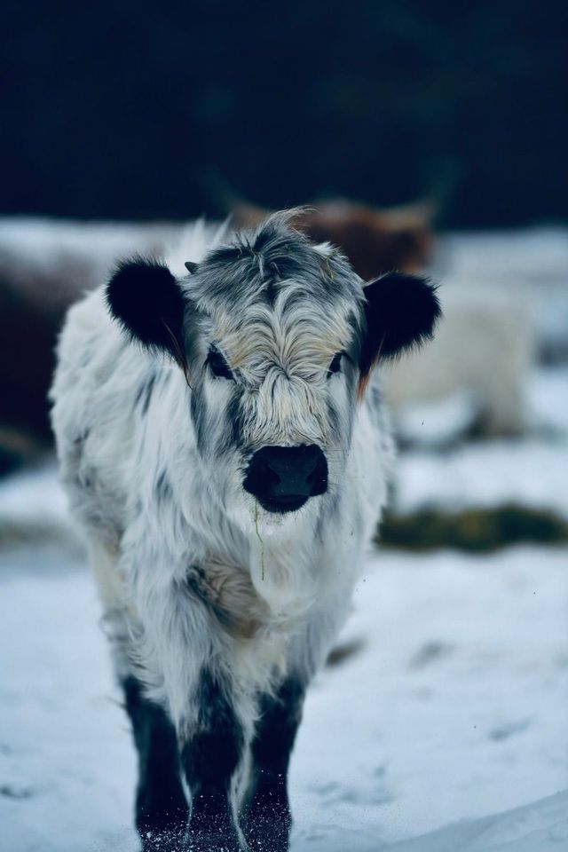A cow is standing in the snow and looking at the camera.