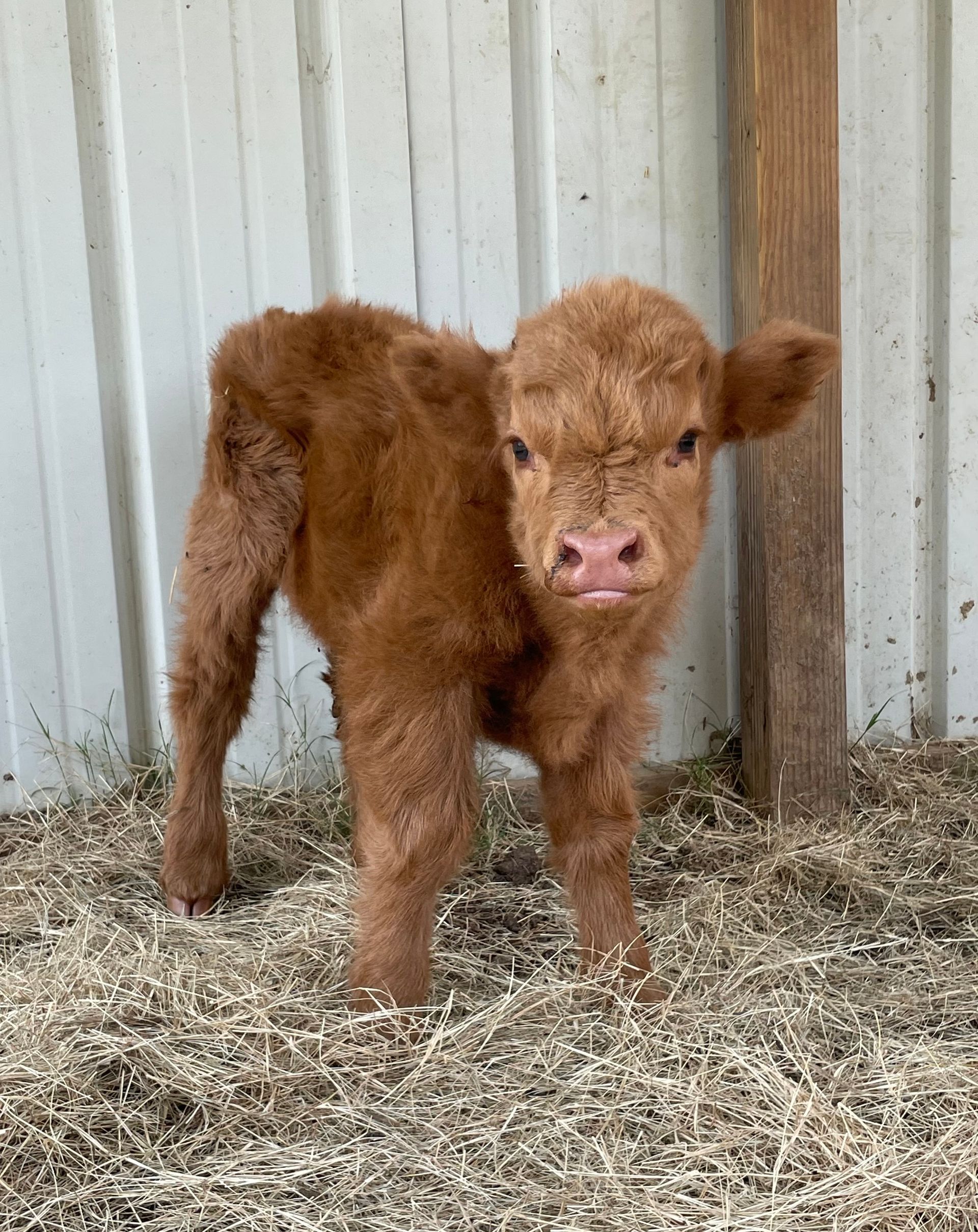 A small brown calf is standing in a pile of hay.