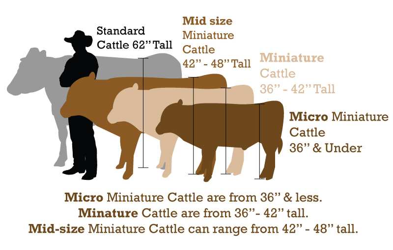 A diagram showing the size of miniature cattle