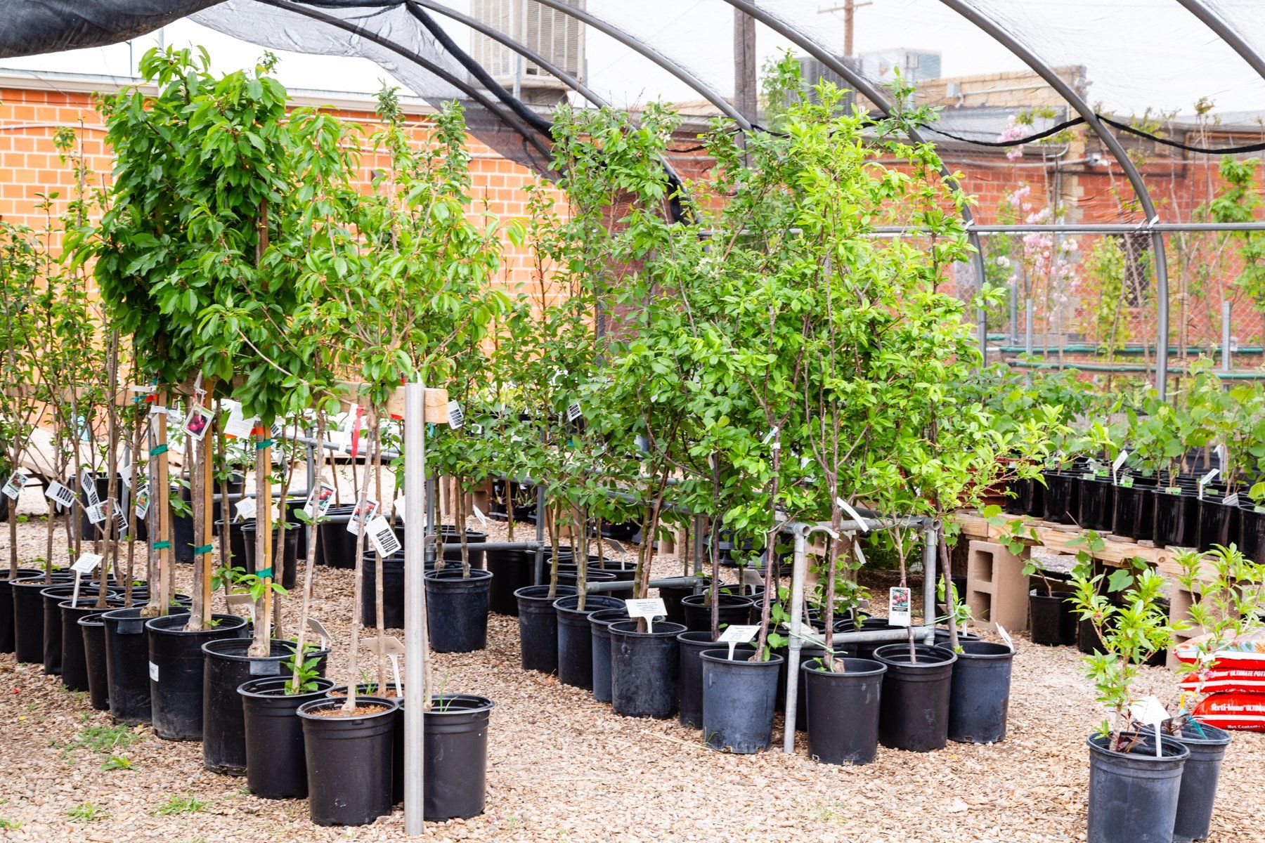 Trees & Shrubs