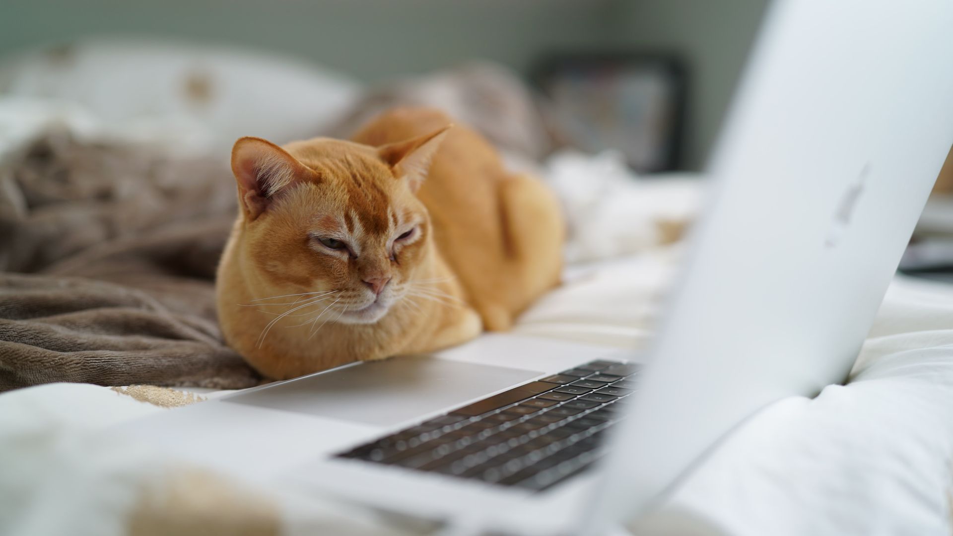Orange cat resting on a bed beside an open laptop