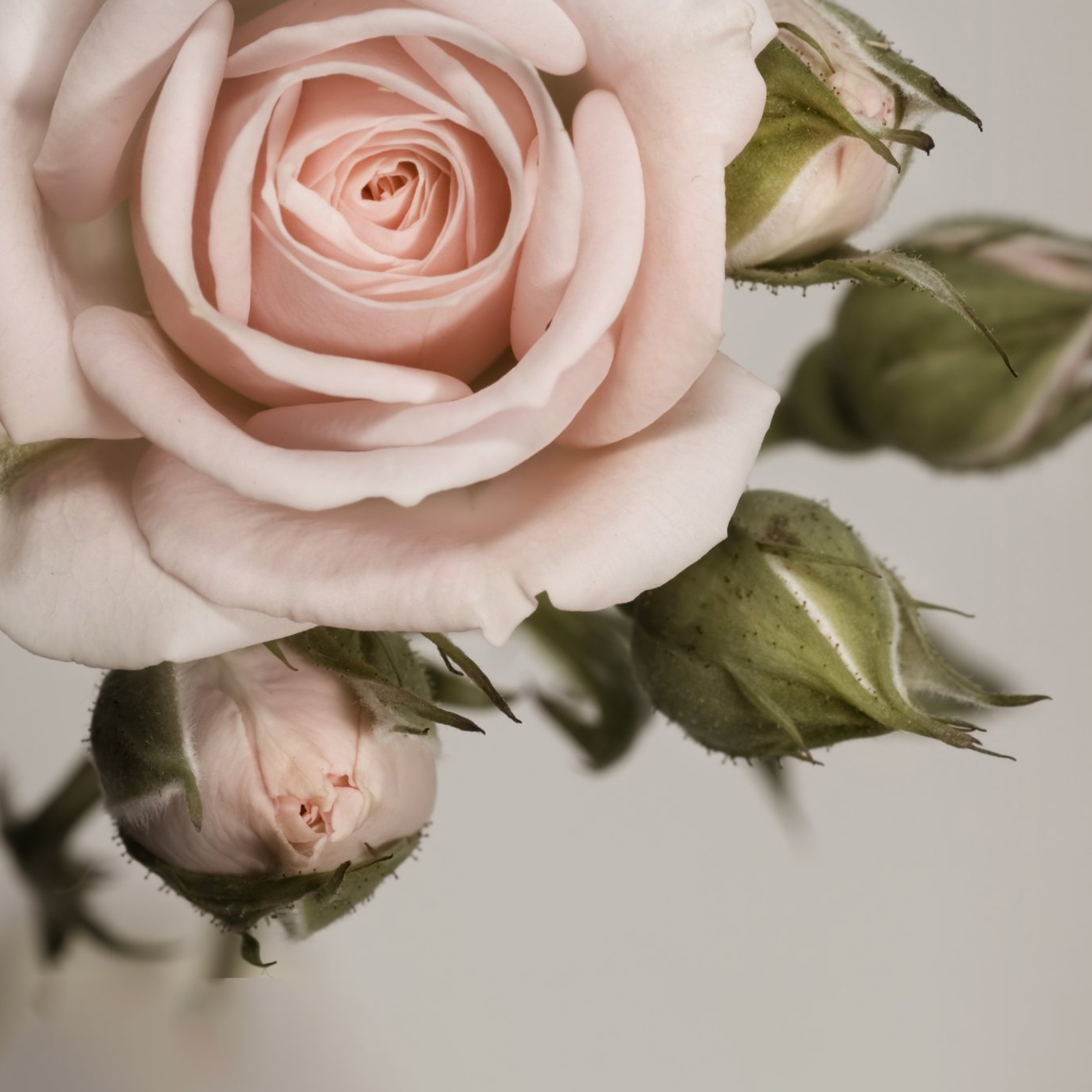 flowers image