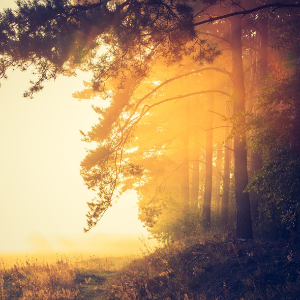sun through the trees image