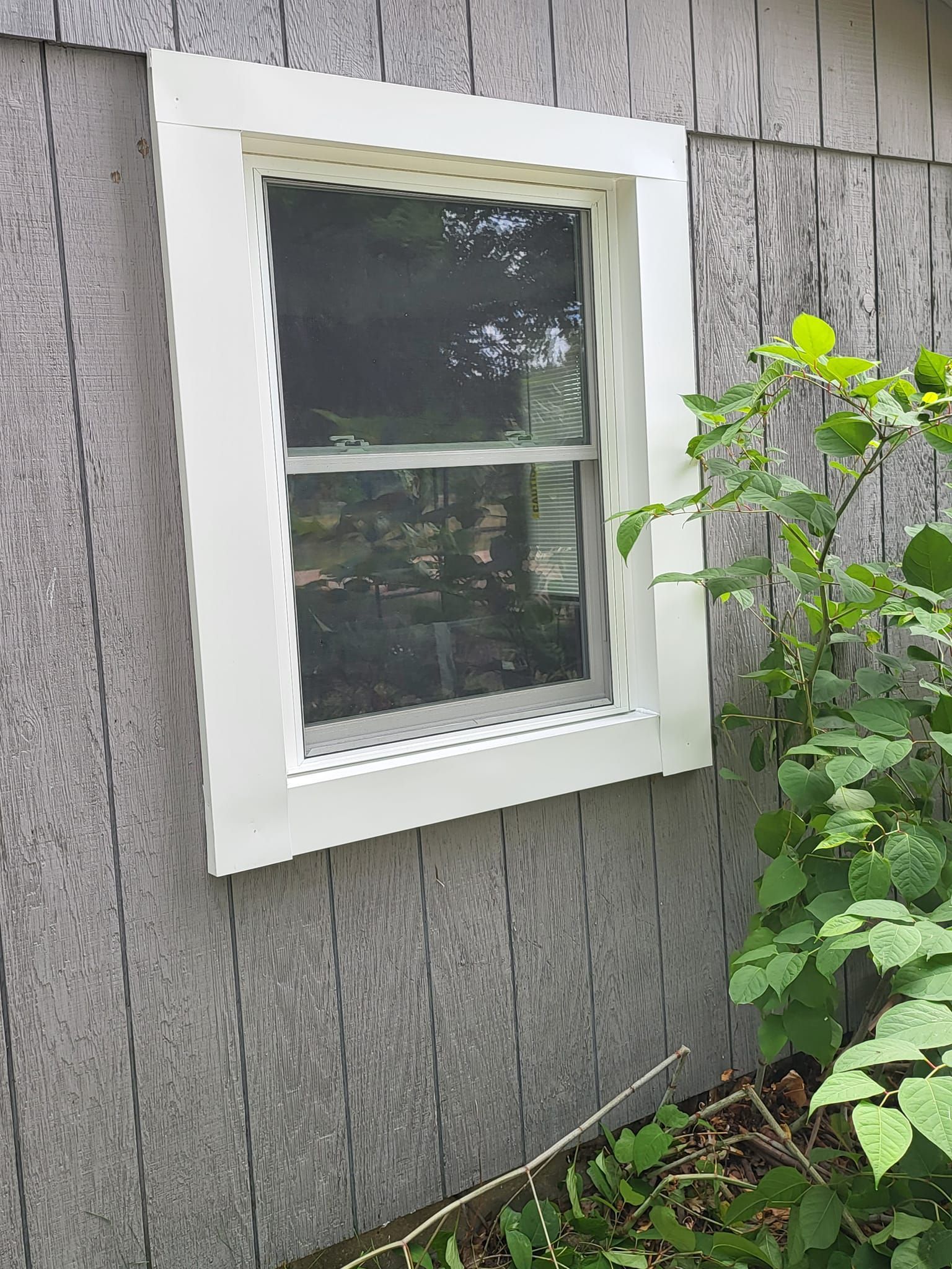 White-trimmed window on gray shingle wall with greenery beside it
