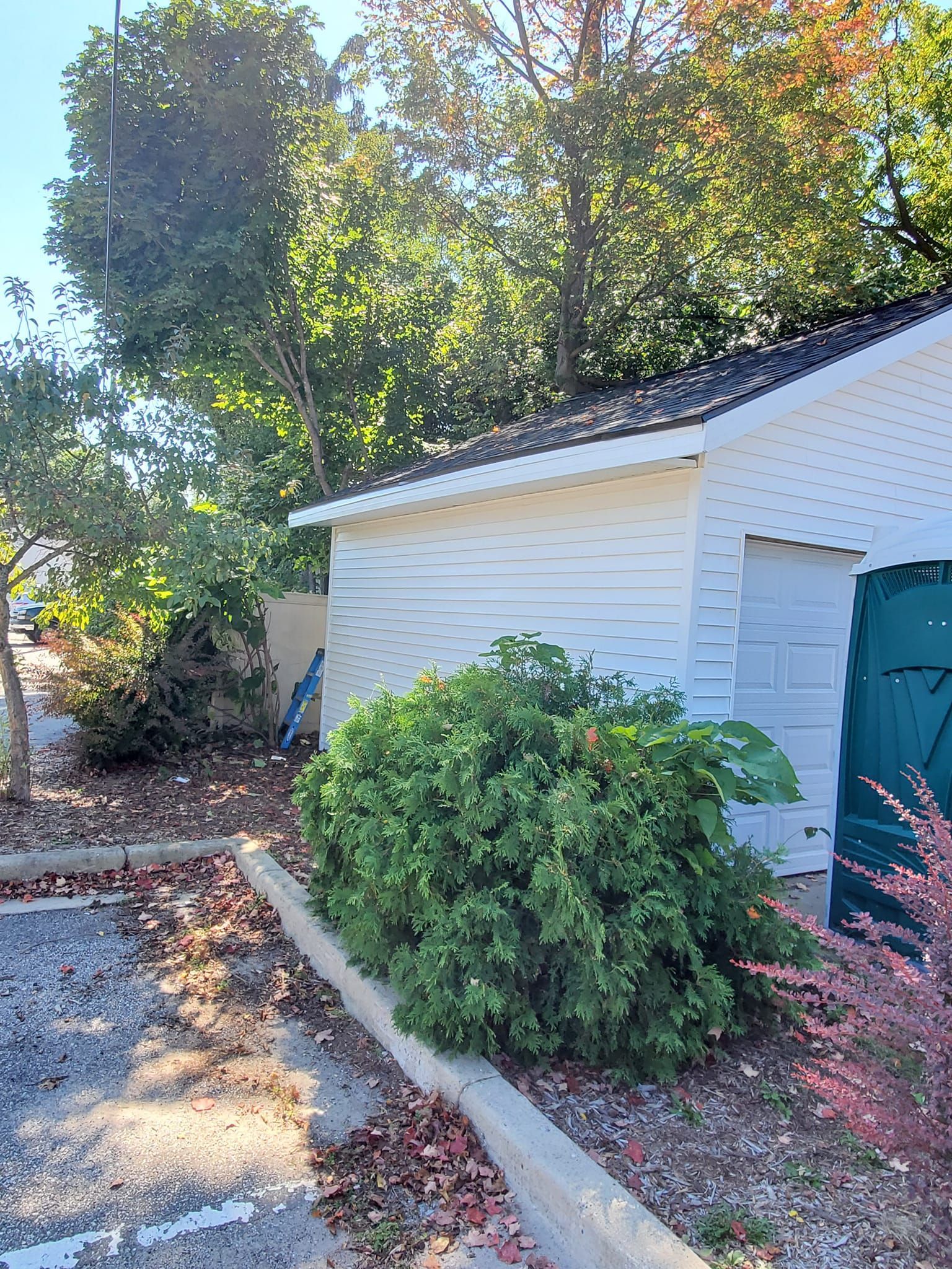 Backyard shed with green door, white siding, and shrubs in a sunlit, leafy yard