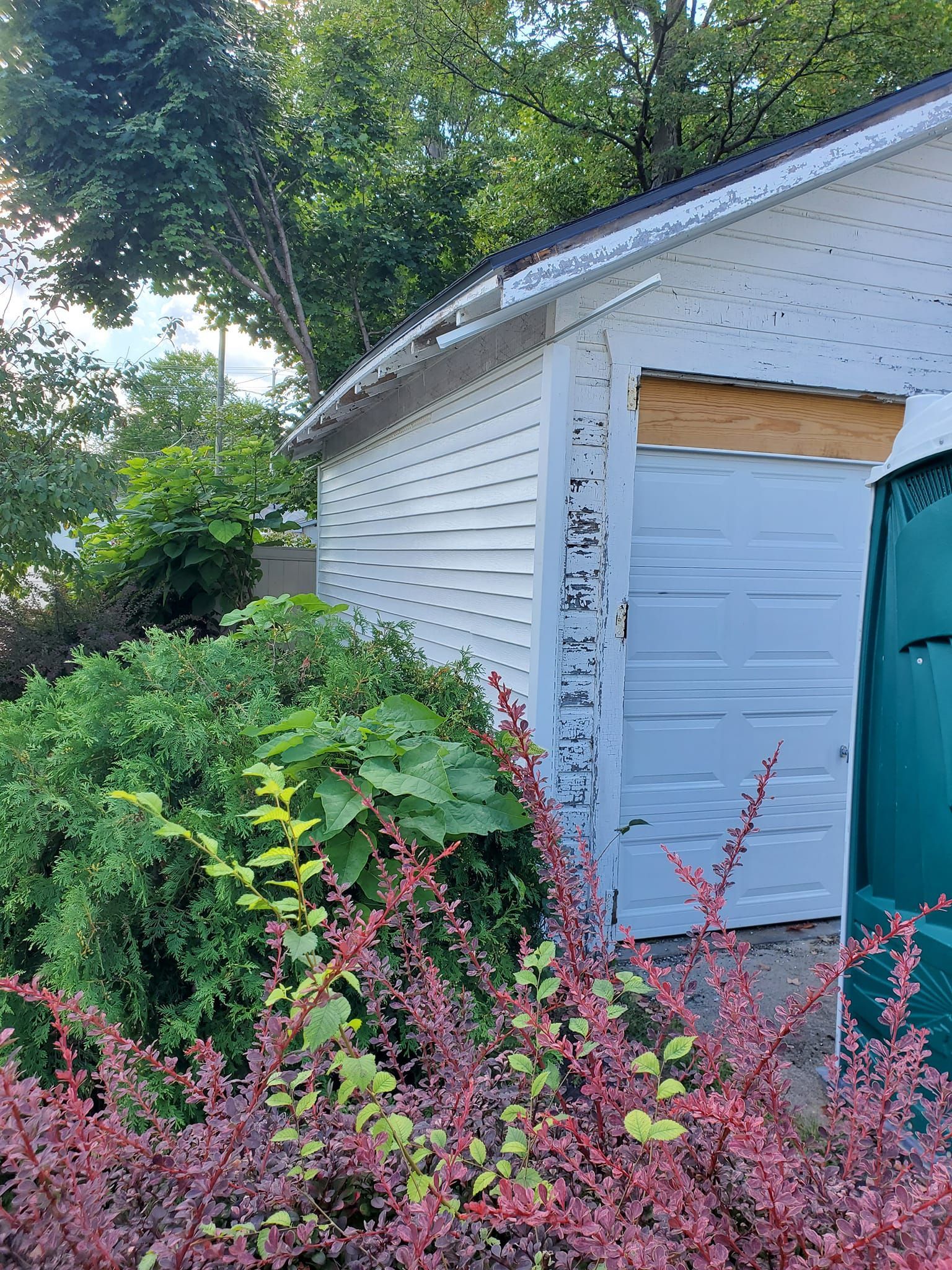 White garage with boarded door, blue side door, and overgrown pink and green shrubs in front