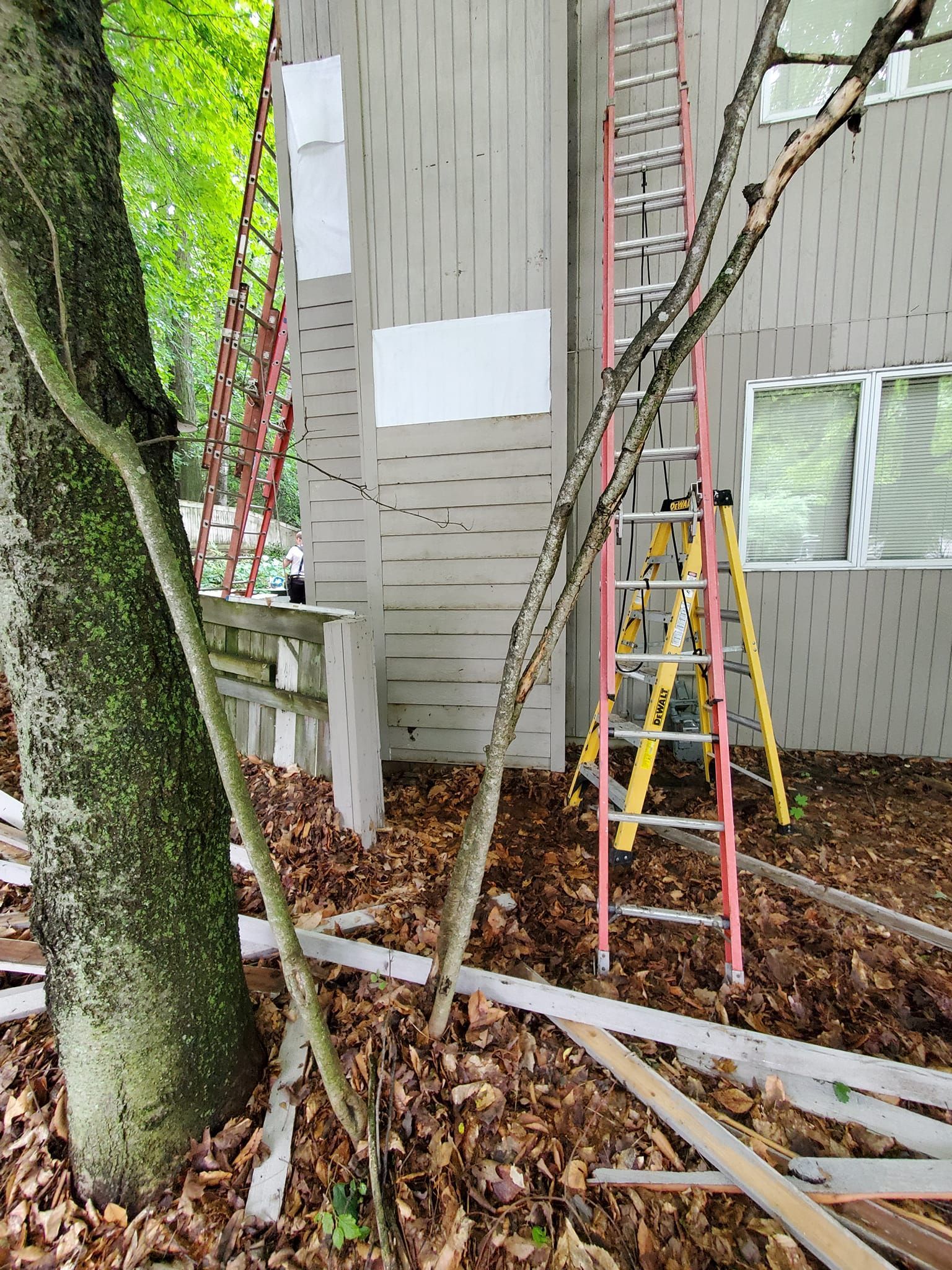 Two ladders beside a house, with leaf-covered ground and a tree trunk in the foreground.