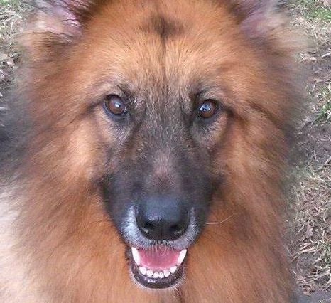 Sue Battel's German Shepherd Dog, Leah posed for the camera.