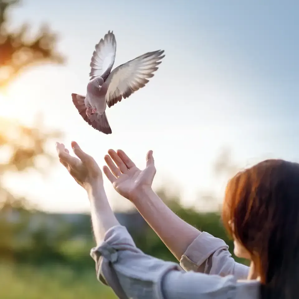 Person releasing a flying dove in warm sunlight outdoors