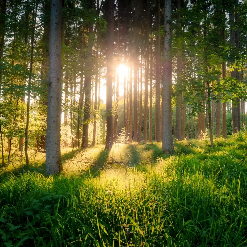 Sunlit forest with tall trees, green grass, and long shadows at dawn