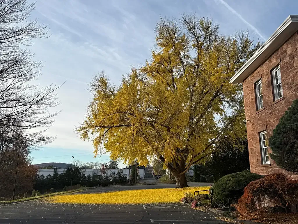 Golden tree with yellow leaves in a yard beside a brick building on a sunny autumn day